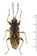 Remaudiereana nigriceps