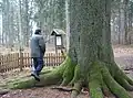 The largest Norway spruce in Lithuania