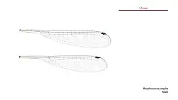 Male wings