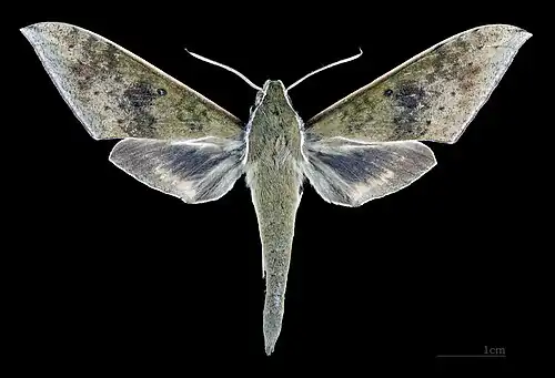 Dorsal view