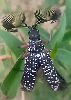 Rhicpicera femorata
