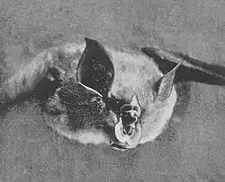 Black and white picture of bat