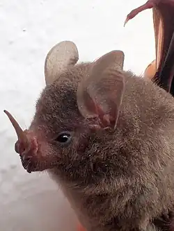 Brown bat