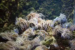 Anemonia viridis