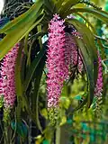 Flowers of Rhynchostylis retusa