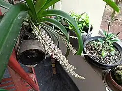 Buds of Rhynchostylis retusa