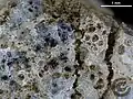 Ribbeck Meteorite, Individual (Spectacular fusion crust, Sample F82, Rear-Facing Side, Detail)