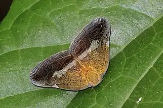 Pochazia fasciata, Ghana