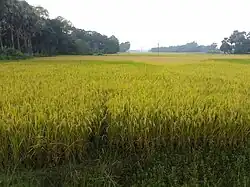 Balutola (SB Pur)
