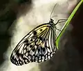 A backlighted side ventral view of the silver wings illustrates why the descriptor “rice paper” is used.