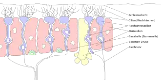 Composition of the Olfactory receptor neuron (captions in German)