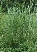 Reed growth in early summer