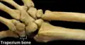 Right hand posterior view (dorsal view). Thumb on bottom.