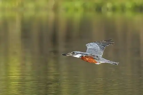 male