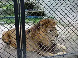 Lion
