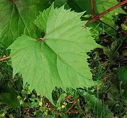 Riparia gloire de Montpellier (rootstock)