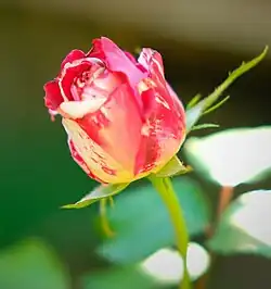 'Rock & Roll' rose bud