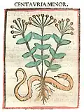 Print Rome 1481. Centauria minor