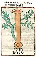 Print Rome 1481. Dracontea