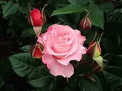The Rose Gardens
