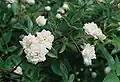 Rosa banksiae var. "Banksiae"