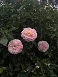 Closeup of pink roses at the Rose Garden in Balboa Park