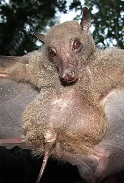 Brown bat