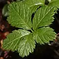 Leaf