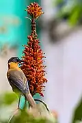 Rufous sibia (Heterophasia capistrata), Latpanchar, West Bengal, India