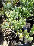 Ruschia maxima