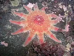 Crossaster papposus