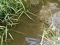 Simonson Brook at Barbieri Court, a small pool where fish live