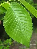 'Den Haag' leaf