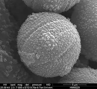 Pollen