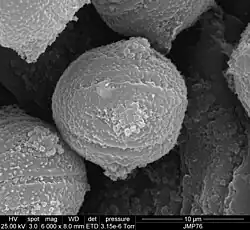 Pollen grain