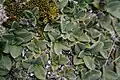 Leaf rosettes
