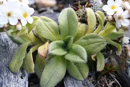Flowering rosette