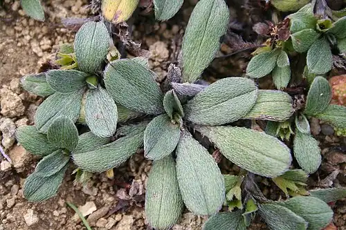 Rosette leaves