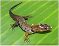 Sphaerodactylidae