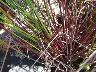 Base of culms