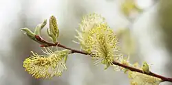 Male flowers