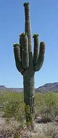 Mature five-armed in flower