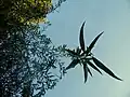 Leaves (Salix chrysocoma)