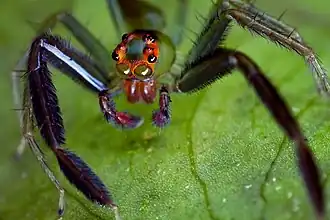 Green jumping spider, ´´Lyssomanes´´ sp.