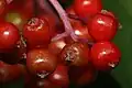 Fruit of subsp. pubens, (Mount Baker-Snoqualmie National Forest)