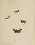 as terebellum in Hübner, [1808] Sammlung europäischer Schmetterlinge