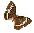 Upperside