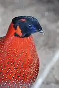 Captive bird from Osaka, Japan