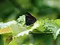 White-letter hairstreak on Lutece elm