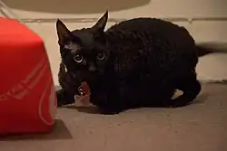 A black Devon Rex.